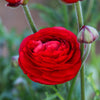 Ranunculus 10 Corms - Tecolote Red By Easy To Grow Bulbs