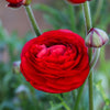Ranunculus 10 Corms - Tecolote Rainbow Mix - By Easy To Grow Bulbs