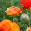 Ranunculus 10 Corms - Tecolote Flamenco By Easy To Grow Bulbs