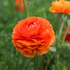 Ranunculus 10 Corms - Tecolote Sunset By Easy To Grow Bulbs