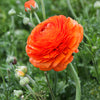 Ranunculus 10 Corms - Tecolote Sunset By Easy To Grow Bulbs