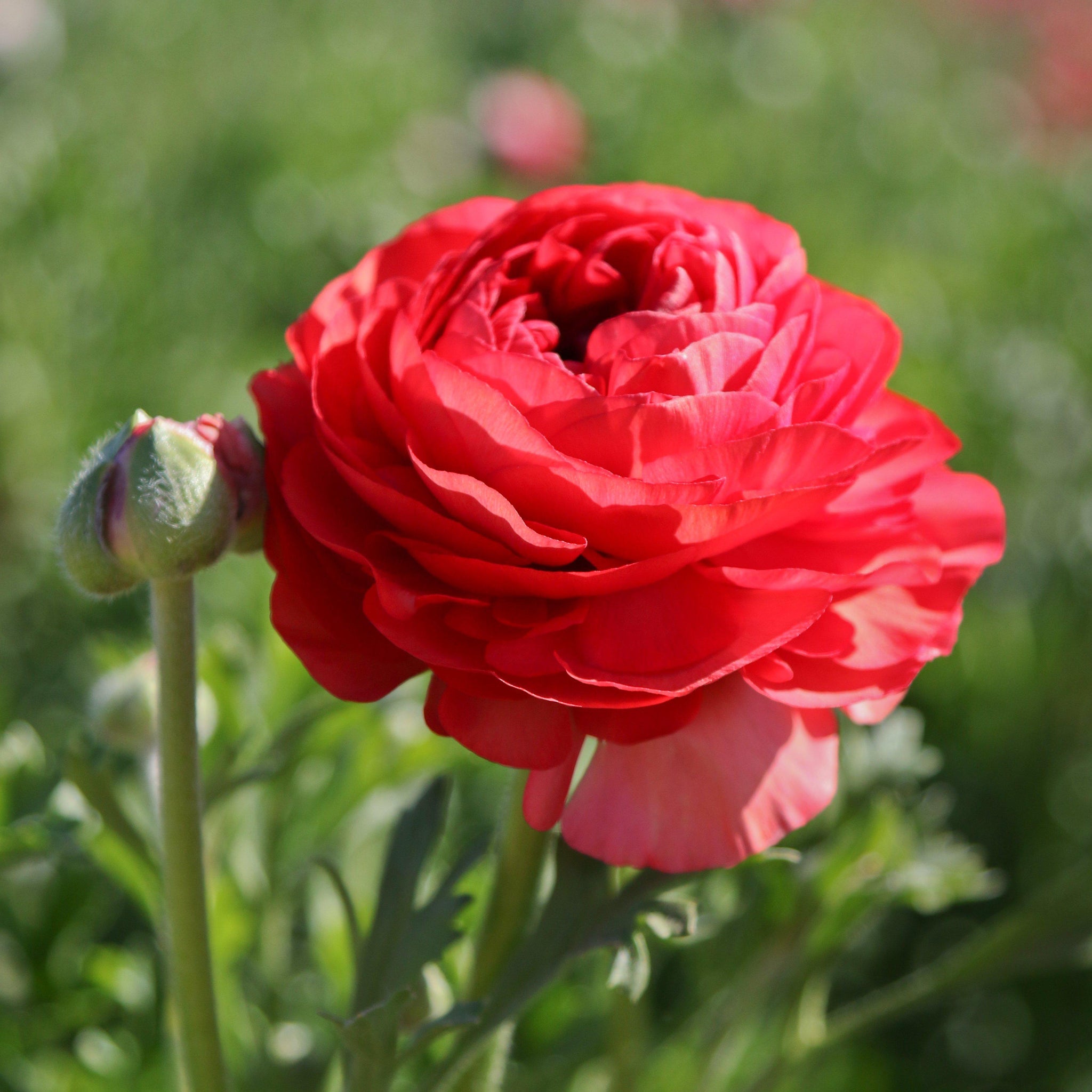 Ranunculus 10 Corms - Tecolote Rose By Easy To Grow Bulbs | The Plant ...