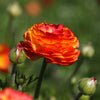 Ranunculus 10 Corms - Tecolote Flamenco By Easy To Grow Bulbs