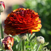 Ranunculus 10 Corms - Tecolote Café By Easy To Grow Bulbs