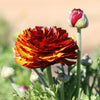 Ranunculus 10 Corms - Tecolote Café By Easy To Grow Bulbs