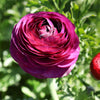 Ranunculus 10 Corms - Tecolote Merlot By Easy To Grow Bulbs
