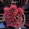 Ferocactus Pringlei, Beautiful Red Spined Barrel Cactus Plant