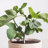 Ficus carica 'Fignomenal' Fig, Dwarf Tree for Small Spaces, Live Fruit Plant