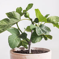 Ficus carica 'Fignomenal' Fig, Dwarf Tree for Small Spaces, Live Fruit Plant