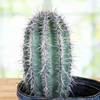 Carnegia Gigantea, Saguaro Cactus Plant