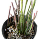 Euphorbia Antisyphilitica, Candelilla Succulent Plant