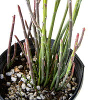 Euphorbia Antisyphilitica, Candelilla Succulent Plant