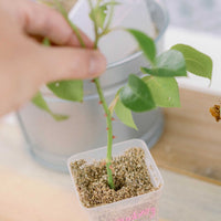 Seed Starter Pots - 2.5" Extra Strength By Bootstrap Farmer