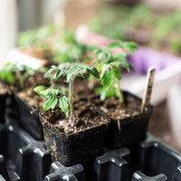 Seed Starter Pots - 2.5" Extra Strength By Bootstrap Farmer