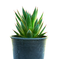 Agave 'Blue Glow' Landscaping Plant