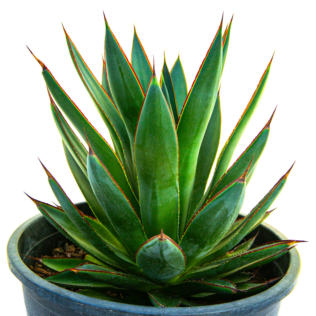 Agave 'Blue Glow' Landscaping Plant