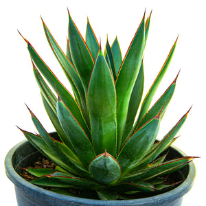 Agave 'Blue Glow' Landscaping Plant
