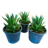 Agave 'Blue Glow' Landscaping Plant