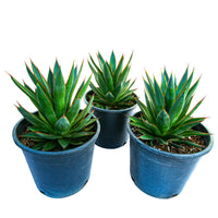 Agave 'Blue Glow' Landscaping Plant