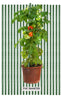 2.5' Sturdy Cross Bars- Garden Stake Segments - flat on both ends By C-BITE