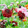 Dahlia Bulbs - Arabian Night By Easy To Grow Bulbs