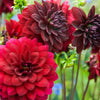 Dahlia Bulbs - Arabian Night By Easy To Grow Bulbs