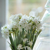 Narcissus - Paperwhite Nir (17+ cm) By Easy To Grow Bulbs
