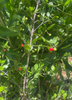 Crossopetalum rhacoma, Maiden Berry Fruit Shrub,  Rhacoma - Live Plant