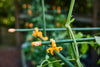 Temporary Landscape and Event Fencing Kit By C-Bite