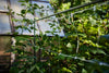 Temporary Landscape and Event Fencing Kit By C-Bite