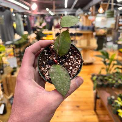 Hoya Corneri, Indoor / Outdoor Houseplants