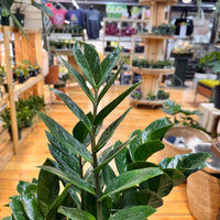 Zamioculas Zamiifolia 'ZZ', Indoor / Outdoor Houseplants