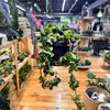 Live Hoya Rope Plant, Indoor/ Outdoor Houseplants