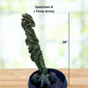 Cereus Forbesii 'Spiralis', Twist Cactus Plant