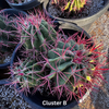 Ferocactus Pringlei, Beautiful Red Spined Barrel Cactus Plant