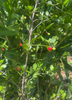Crossopetalum rhacoma, Maiden Berry Fruit Shrub,  Rhacoma - Live Plant