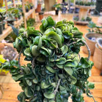 Live Hoya Rope Plant, Indoor/ Outdoor Houseplants