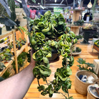 Live Hoya Rope Plant, Indoor/ Outdoor Houseplants