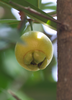 Syzygium jambos, Edible Rose Apple Fruit Tree - Live Plant