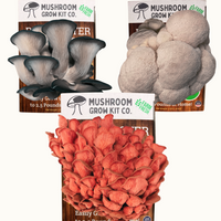 3 Pack - Premium Lion's Mane, Pink, and Blue Oyster Mushroom Growing Kit - 15 LBS