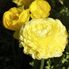 Ranunculus 10 Corms - Tecolote Yellow By Easy To Grow Bulbs