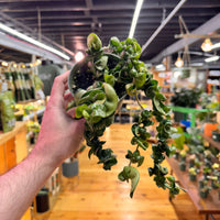 Live Hoya Rope Plant, Indoor/ Outdoor Houseplants