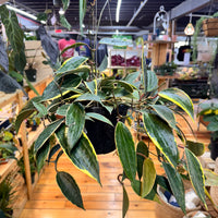 Hoya Macrophylla, Indoor / Outdoor Houseplants