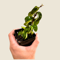 Live Hoya Rope Plant, Indoor/ Outdoor Houseplants