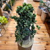 Live Hoya Rope Plant, Indoor/ Outdoor Houseplants