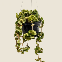 Live Hoya Rope Plant, Indoor/ Outdoor Houseplants