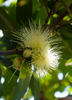 Syzygium jambos, Edible Rose Apple Fruit Tree - Live Plant
