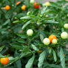 Chinese 5 Color Pepper Seeds, FUN Garden Vegetables