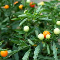 Chinese 5 Color Pepper Seeds, FUN Garden Vegetables