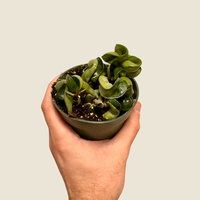 Live Hoya Rope Plant, Indoor/ Outdoor Houseplants